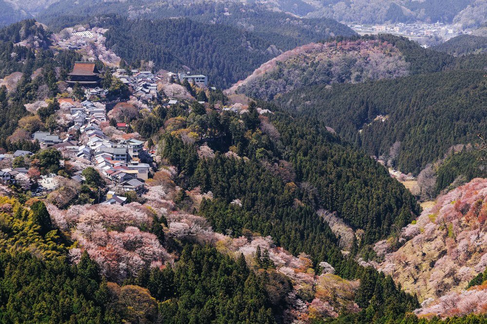 fioritura a Yoshino, Nara cosa vedere in Giappone