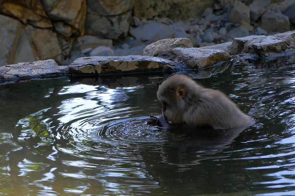Jigokudani scimmie cosa vedere Giappone