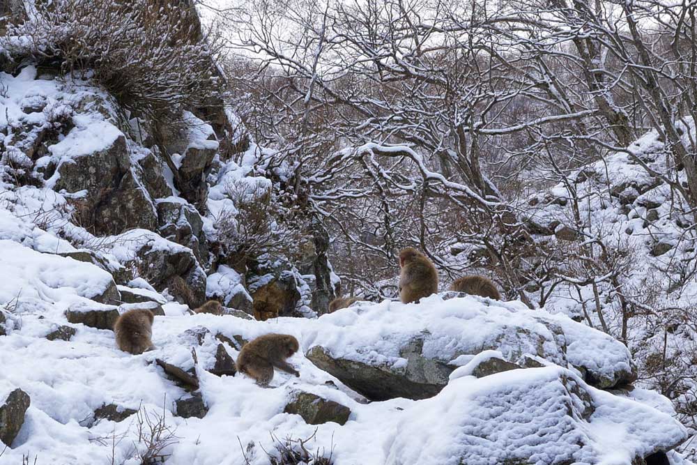 Jigokudani scimmie cosa vedere Giappone