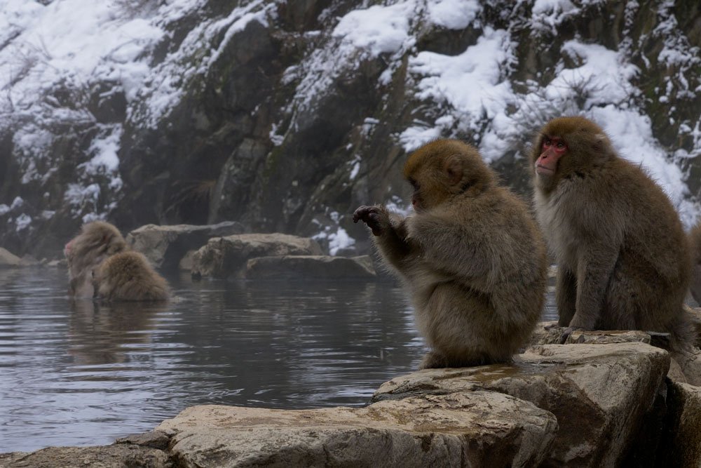 Jigokudani scimmie cosa vedere Giappone