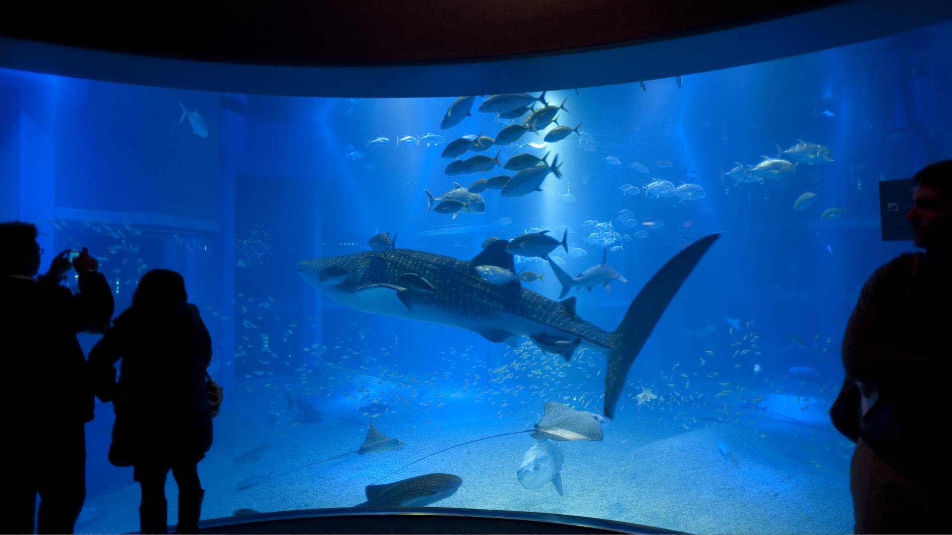 Acquario di Osaka cosa vedere Giappone