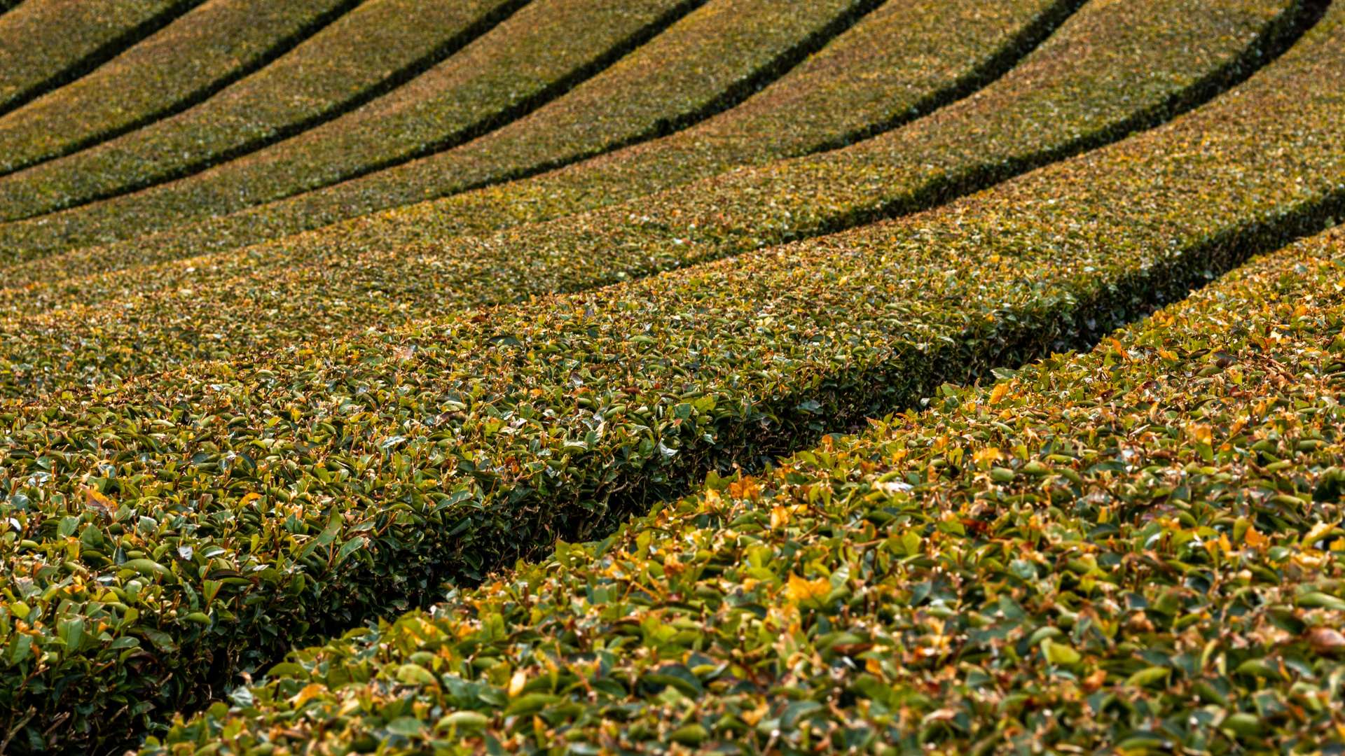 Uji cosa vedere Giappone 