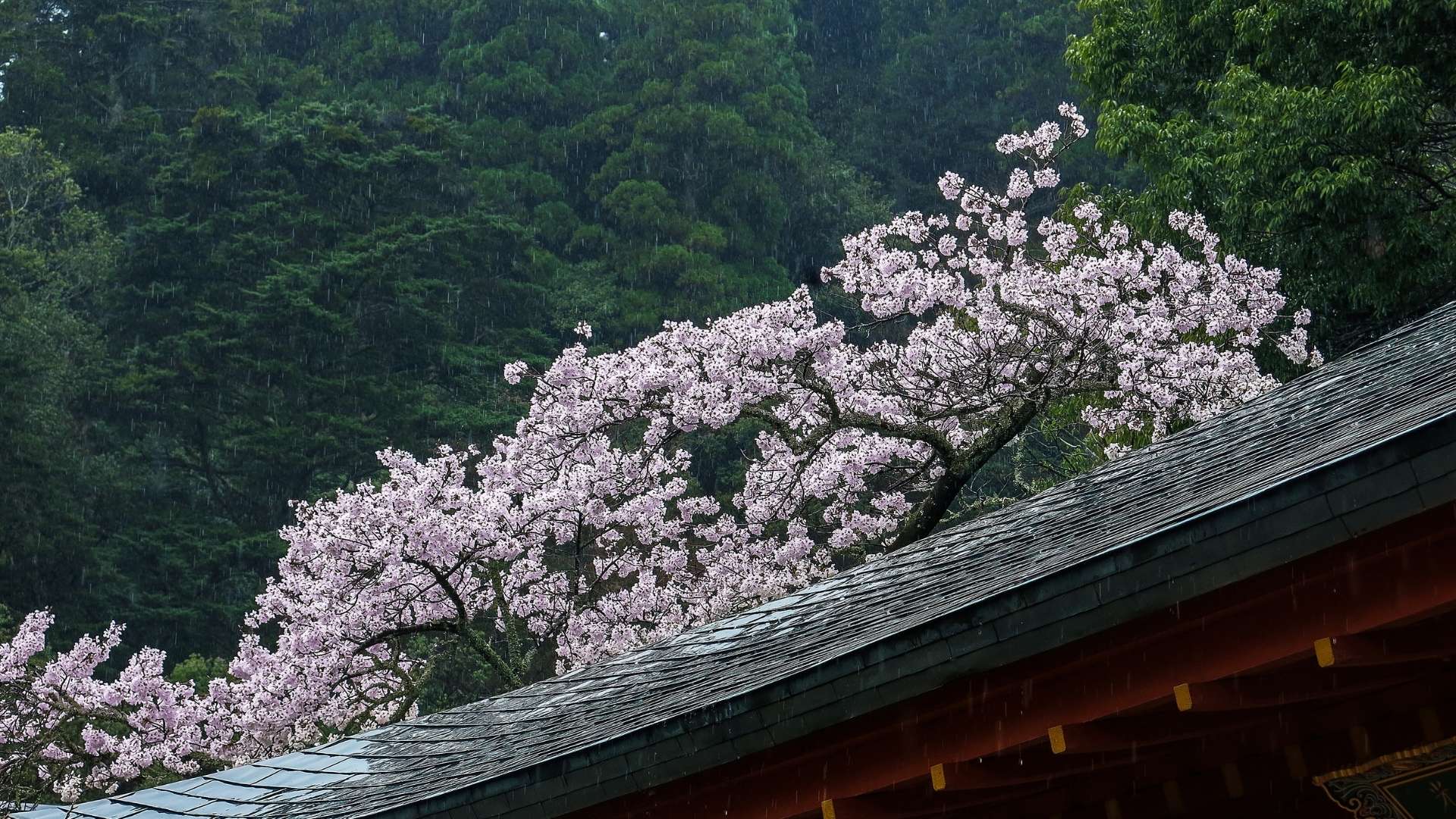 Monte Kurama: nel regno del leggendario Re dei Tengu