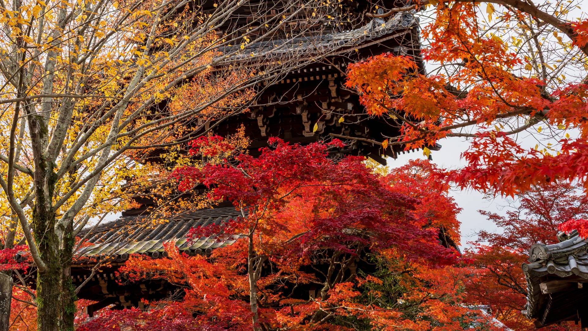 Shinnyodo Kyoto: il tempio segreto tra giardini e silenzio